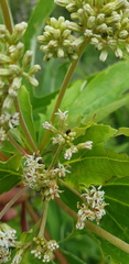 Digitacalia jatrophoides