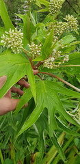 Digitacalia jatrophoides
