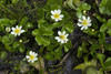 Elkslip Marsh-Marigold - Photo (c) Todd Folsom, some rights reserved (CC BY-NC), uploaded by Todd Folsom
