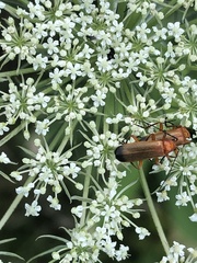 Rhagonycha fulva