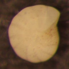 Elphidiella hannai