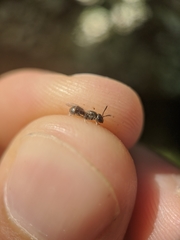 Lasioglossum imitatum