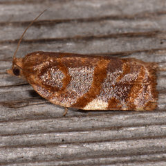 Cenopis diluticostana