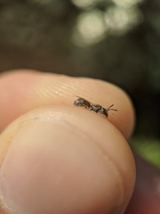 Lasioglossum imitatum