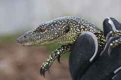 Varanus tsukamotoi