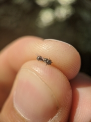 Lasioglossum imitatum