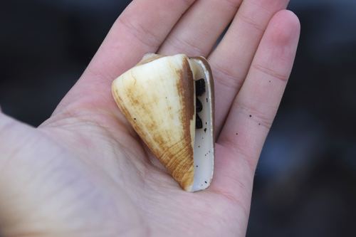Conus quercinus, 2017-06-20