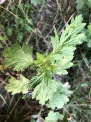 Artemisia vulgaris