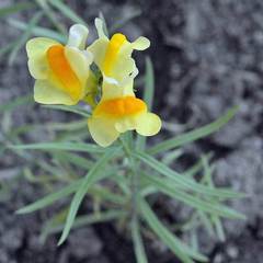 Echtes Leinkraut (Linaria vulgaris): Herkunft und Verwendung — Foto 3