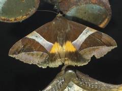 Bastilla fulvotaenia