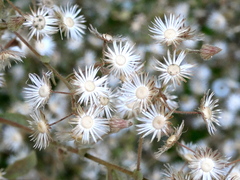 Pseudoconyza viscosa