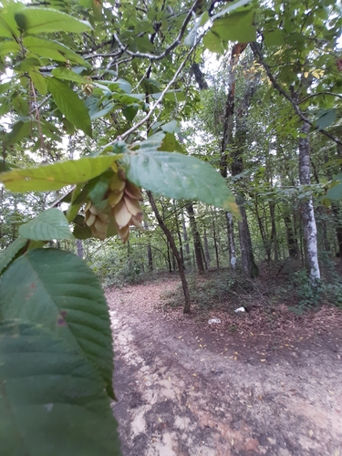 Ostrya virginiana image