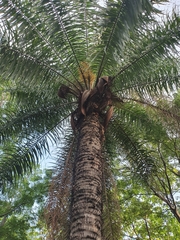 Arecaceae