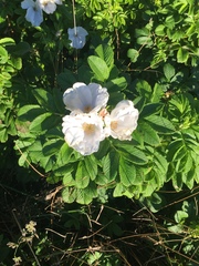 Rosa rugosa
