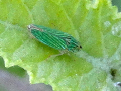 Graphocephala cythura
