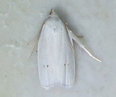 Antaeotricha albulella