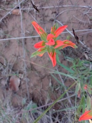 Castilleja glandulosa