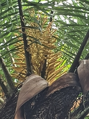 Arecaceae