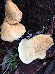Pseudomerulius