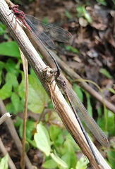 Argia funcki