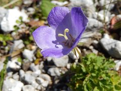 Campanula carpatica
