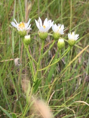 Solidago ptarmicoides
