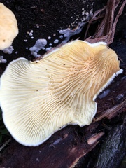 Pseudomerulius