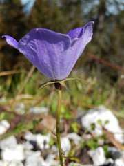 Campanula carpatica