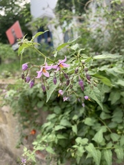 Solanum dulcamara
