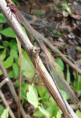 Argia funcki