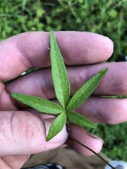 Ipomoea heptaphylla