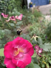 Bombus impatiens