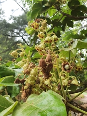 Sterculia apetala