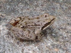 Rana macrocnemis