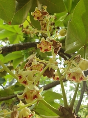 Sterculia apetala