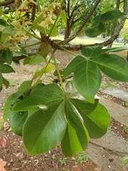 Sterculia apetala