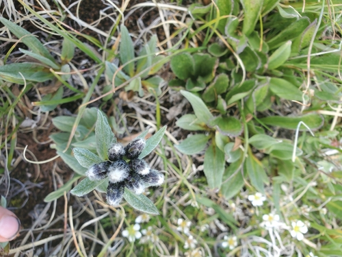 Image of Saussurea weberi by (c) Kate, some rights reserved (CC BY)