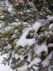 Podocarpus lawrencei