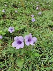 Ruellia tuberosa