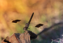 Brachythemis impartita