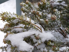 Podocarpus lawrencei