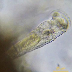 Ptygura agassizi