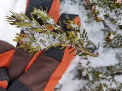 Podocarpus lawrencei