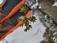 Podocarpus lawrencei