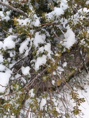 Podocarpus lawrencei