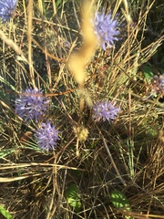 Jasione montana