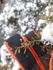 Podocarpus lawrencei