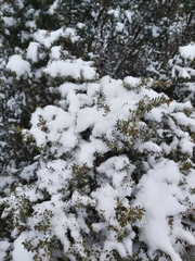 Podocarpus lawrencei