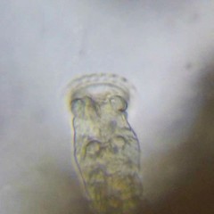 Ptygura agassizi