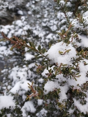 Podocarpus lawrencei